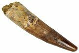 Fossil Spinosaurus Tooth - Real Dinosaur Tooth #353002-1